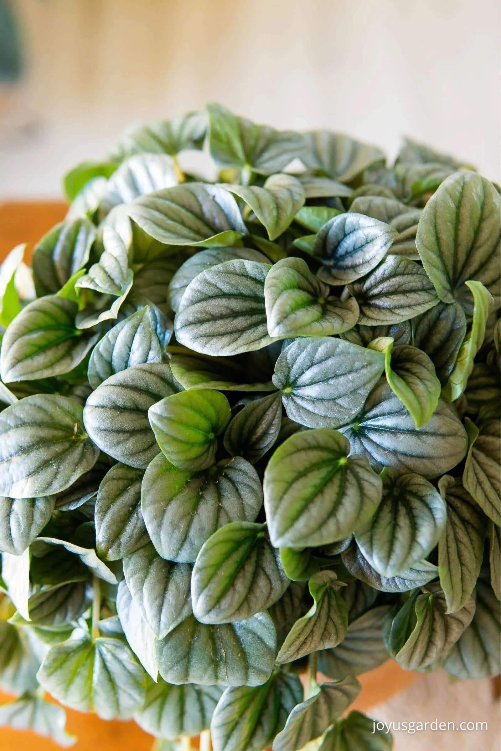 Close up photo of the foliage on a ripple peperomia, the foliage has distinct rippled patterning on leaves.
