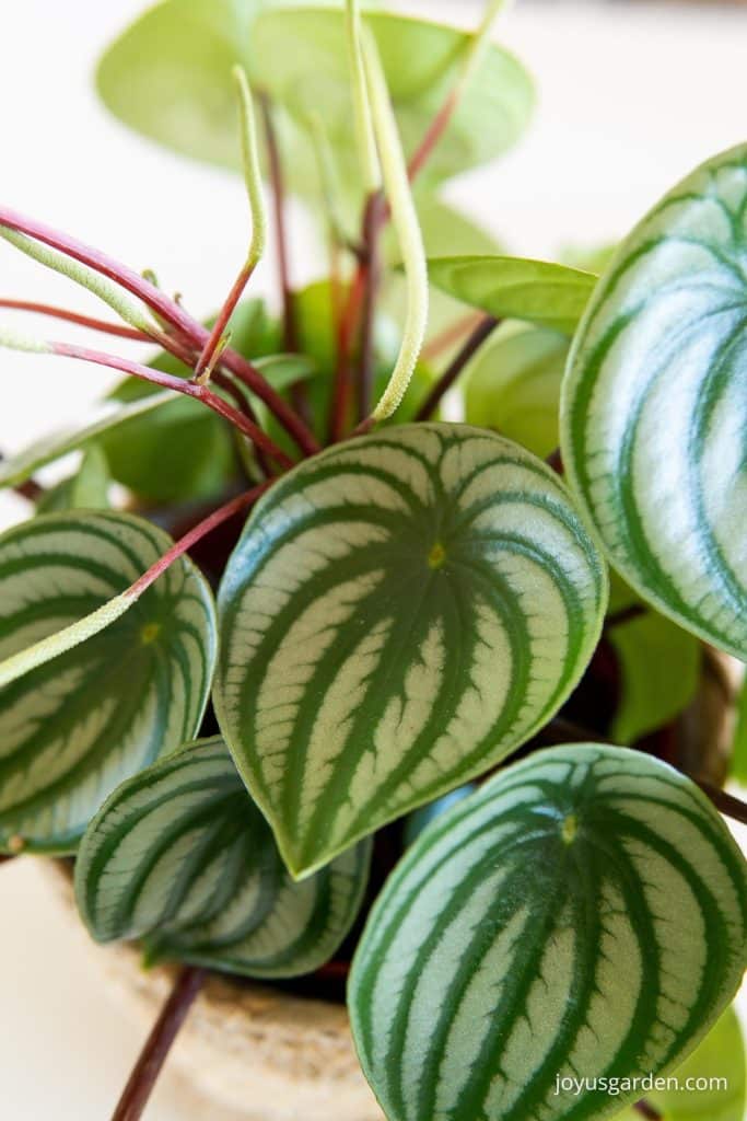 close up of the beautiful foliage of the watermelon peperomia plant 