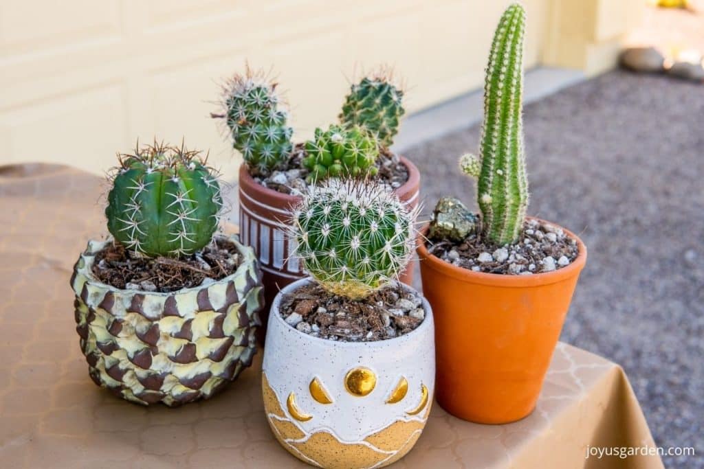 small cacti in 4 different small pots sit on a table outdoors