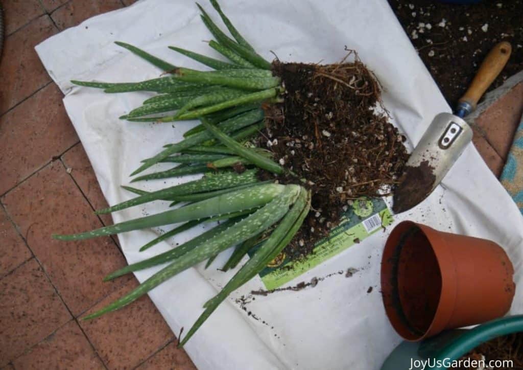 aloe vera pups out of its pot to be repotted
