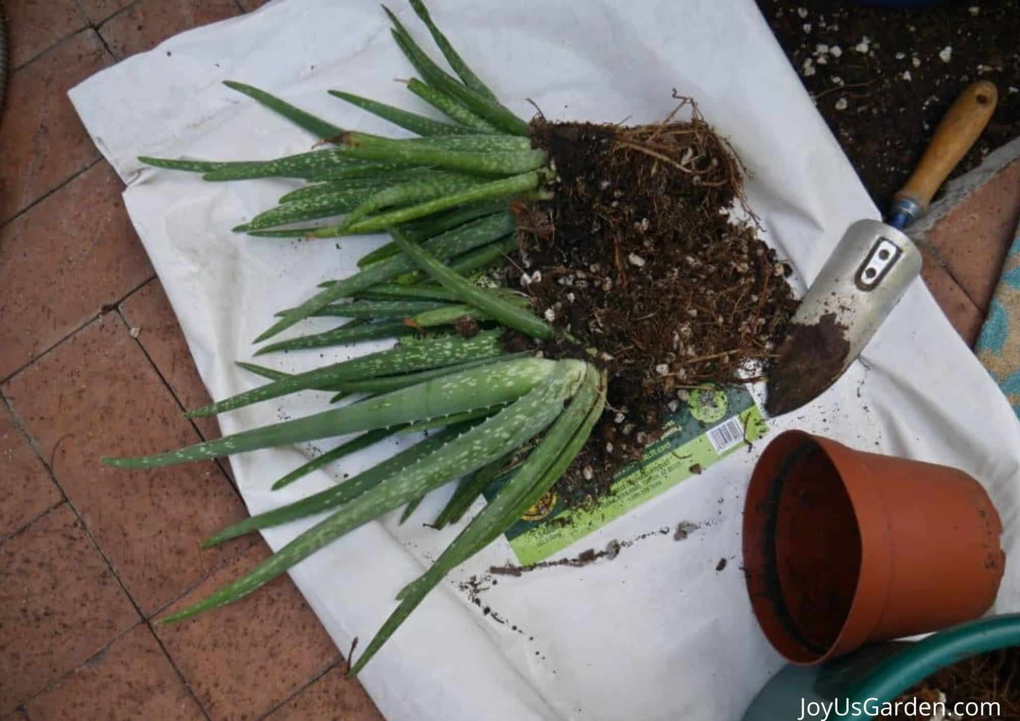 Aloe Vera pups that are laying on top of bag of soil with plastic grow pot and hand trowel shown.