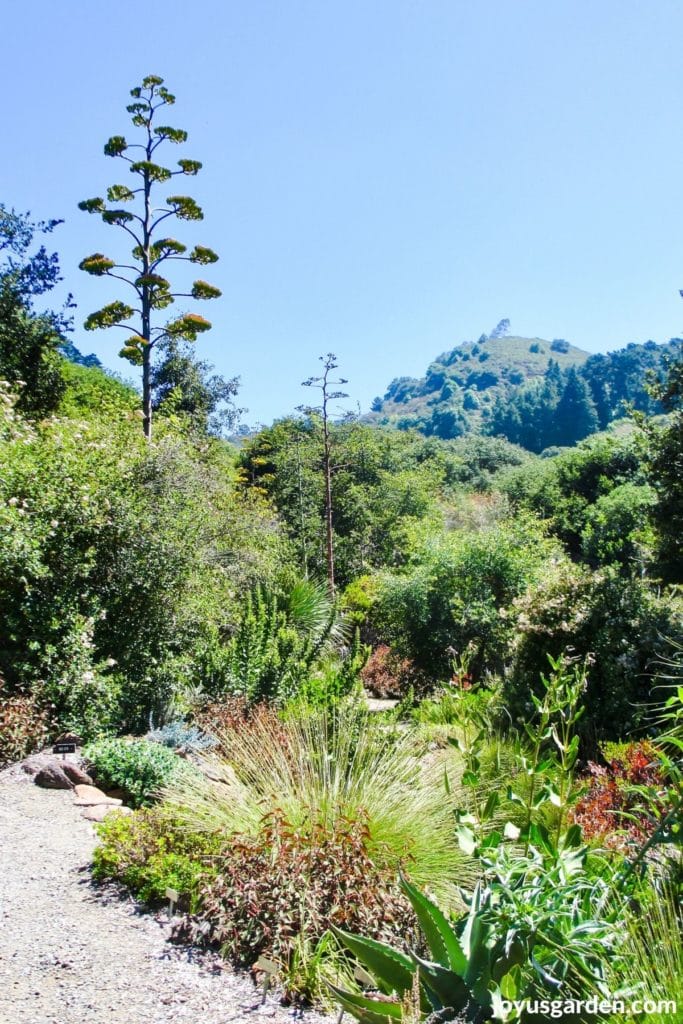 a path winding through the berkeley botanical garden