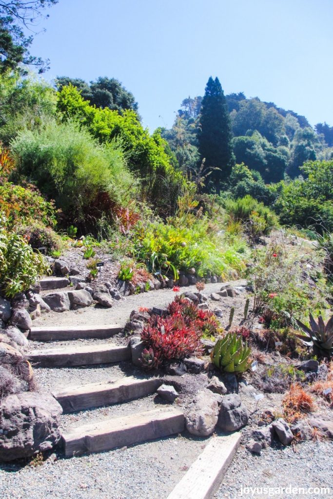 a path with steps at the berkeley botanical garden