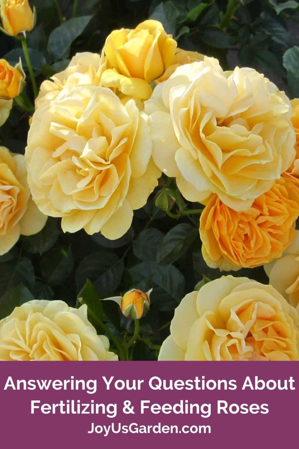 Feeding Roses & Fertilizing RosesAnswers To Your Questions