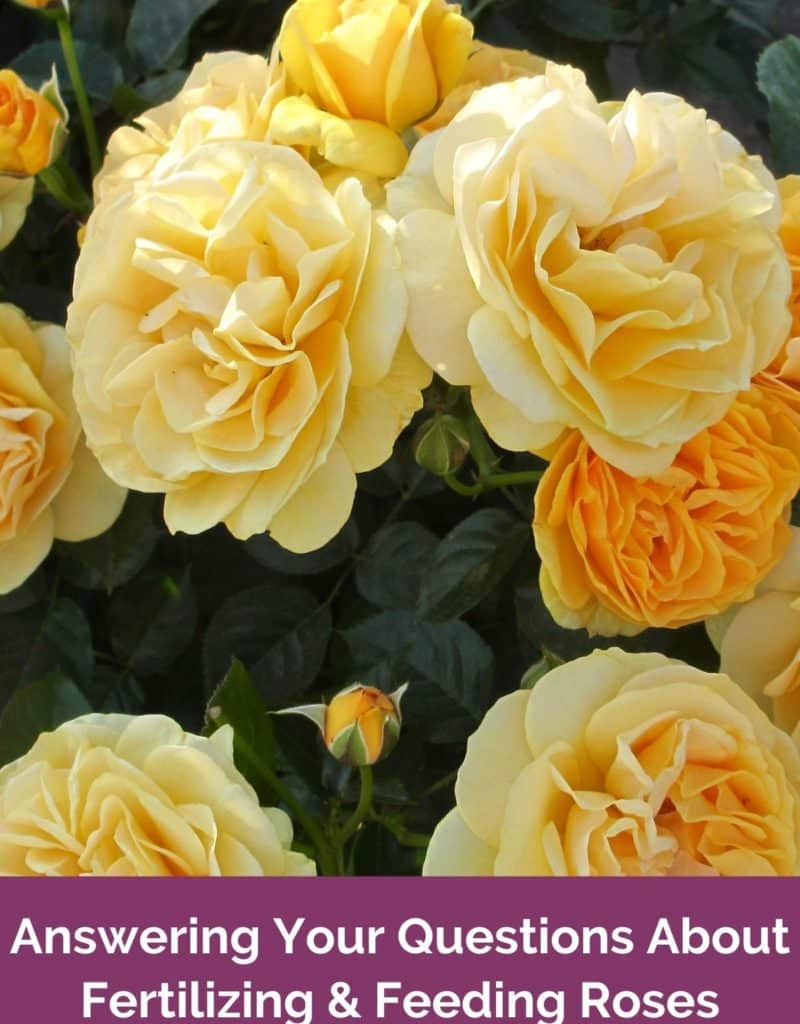 a close up of yellow julia child roses the text reads answerinng your questions about fertilizing & feeding roses joyusgarden.com