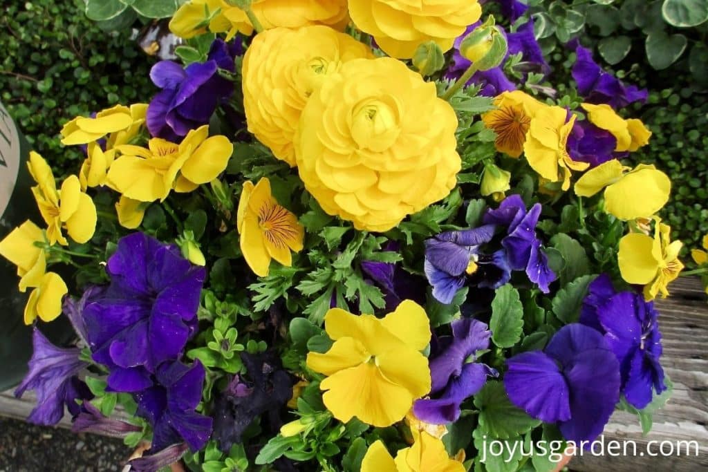 a colorful garden bowl planter with yellow ranunculus, yellow pansies, & deep purple pansies