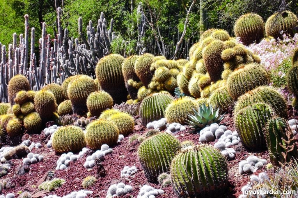 the desert garden at the huntington library & gardens