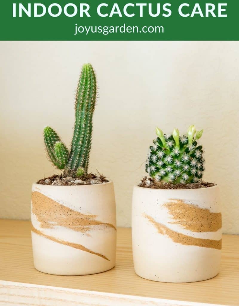 2 mall cacti in small decorative pots the text at the top reads indoor cactus care joyusgarden.com