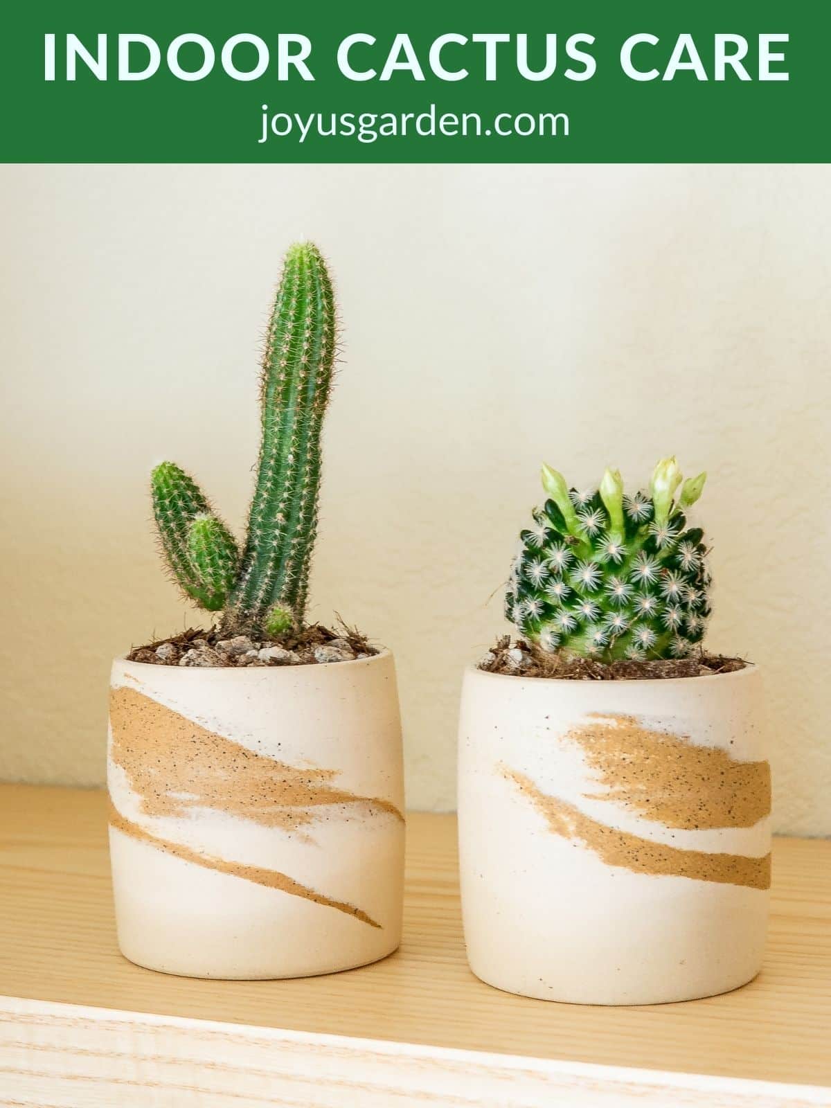 2 mall cacti in small decorative pots the text at the top reads indoor cactus care joyusgarden.com