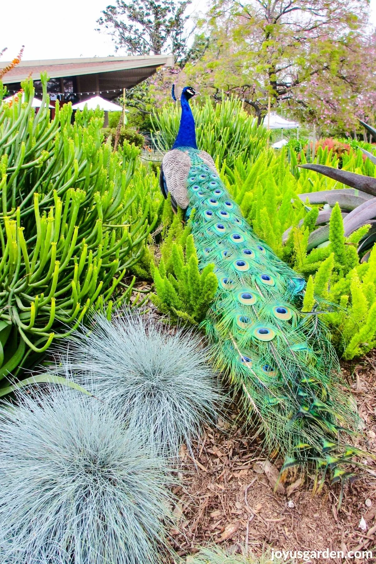 a beautiful peacock in 1 of the beds at the los angeles arboretum