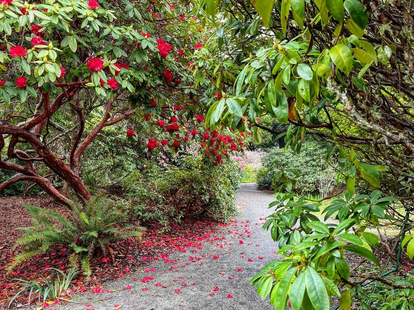 a path through a rhodendron dell at the mendocino coast botanical gardens