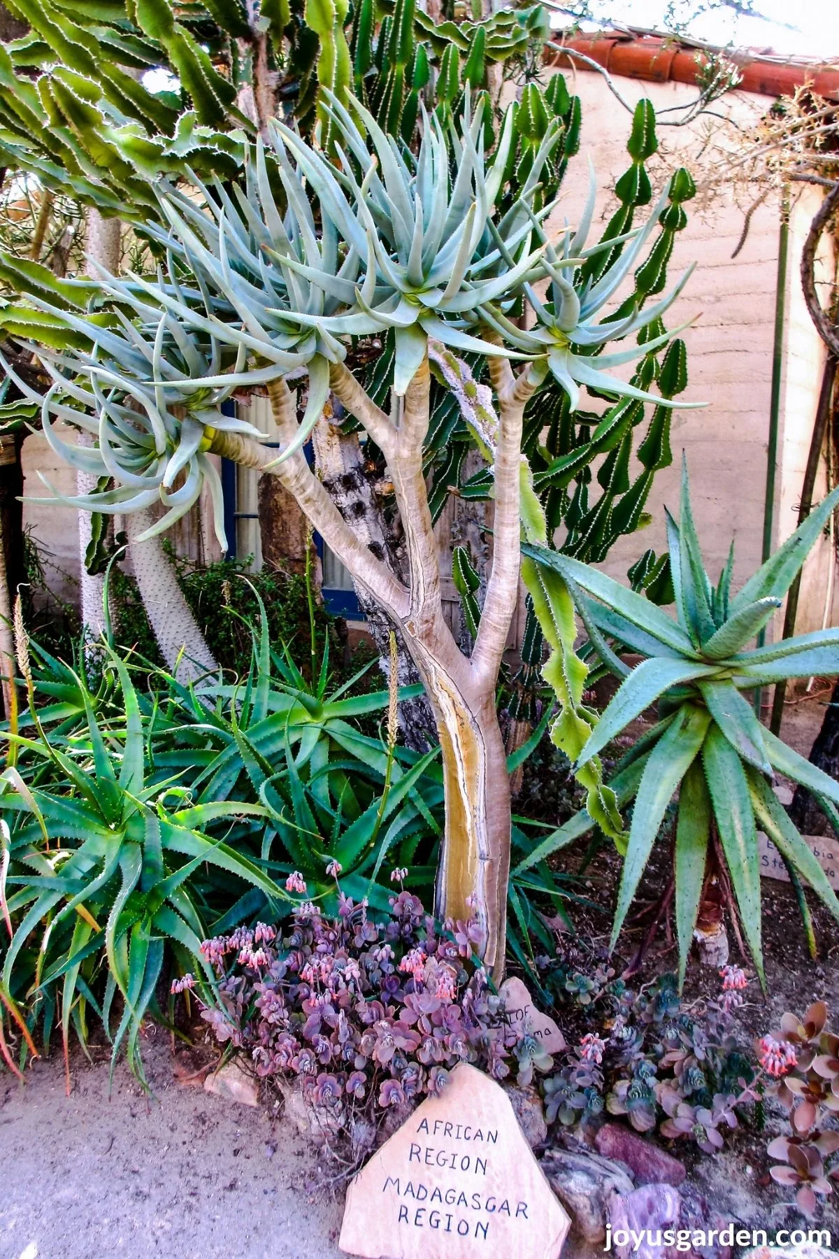 desert plants at moorten botanical garden the sign at the base reads african region madagascar region