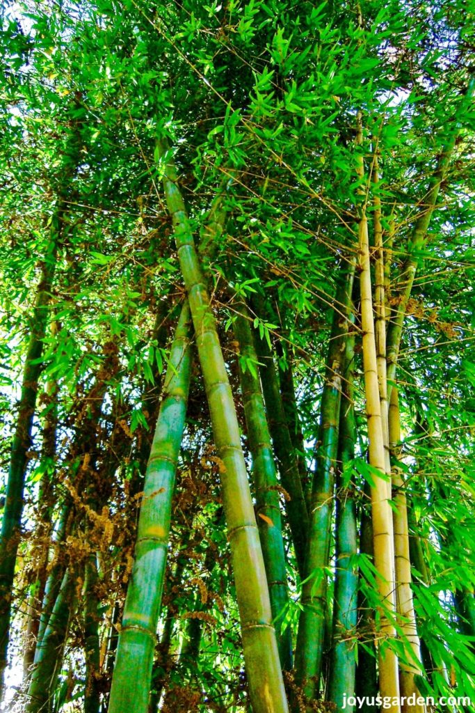 inside the stunning bamboo grove at the san diego botanic garden