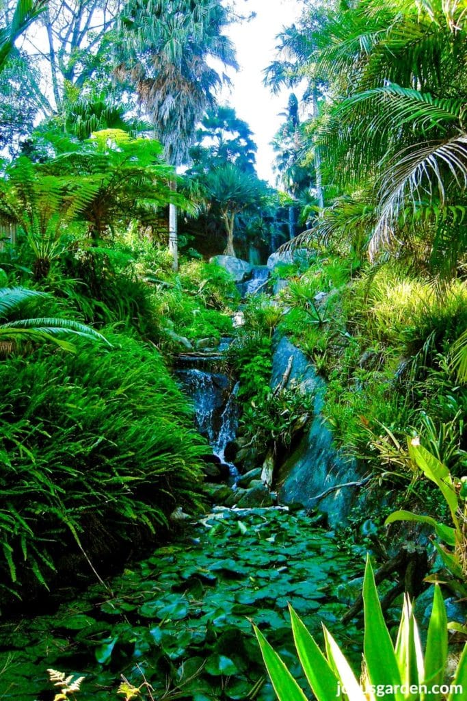 looking at the waterfall in the tropical rainforest at the san diego botanic garden