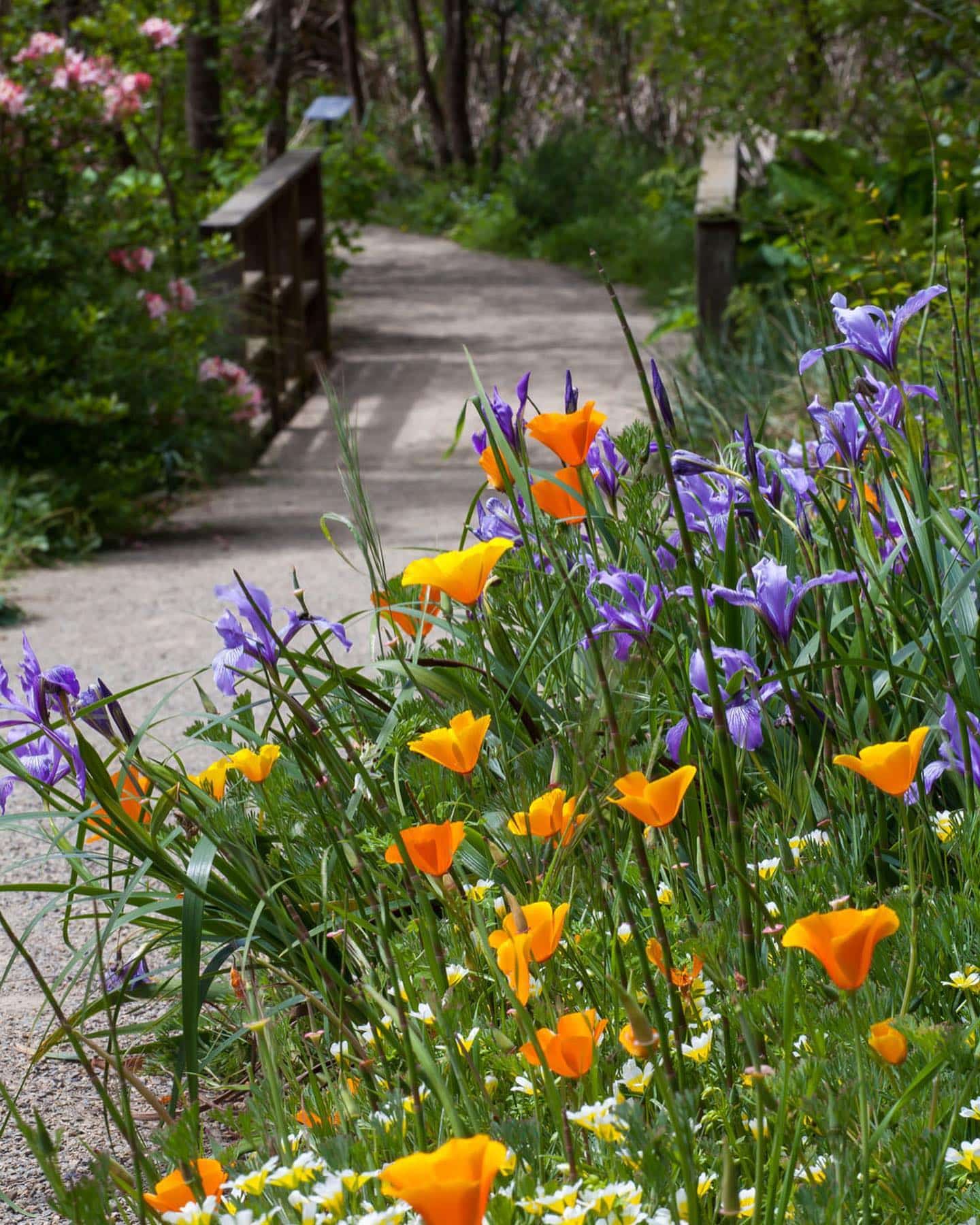 a path through the san francisco botanical garden with wildflowers in bloom