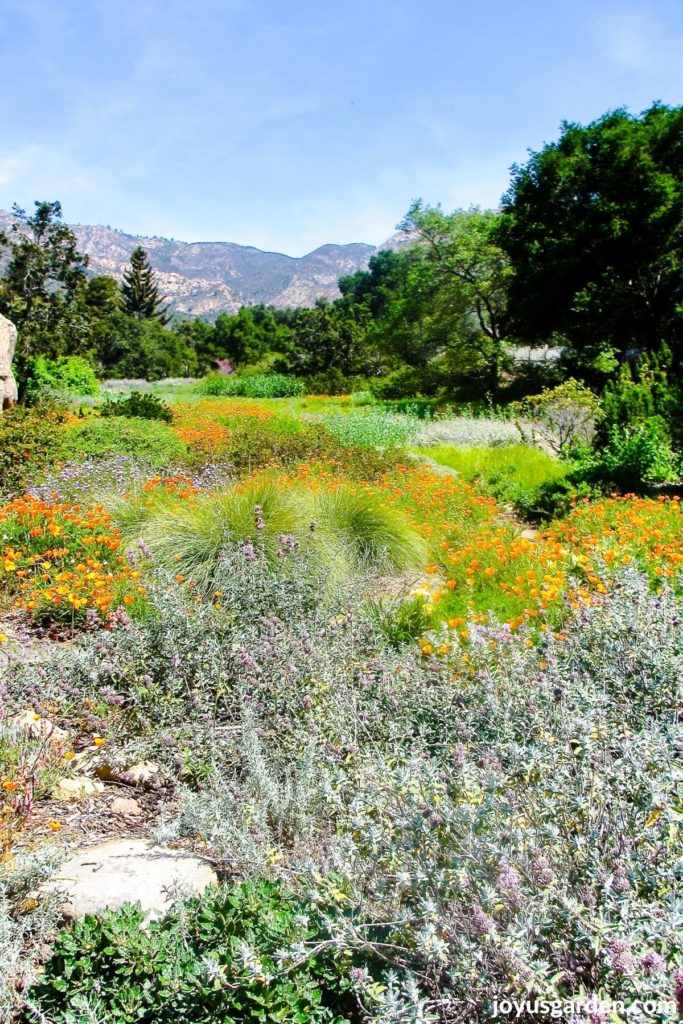 the wildflower meadow in bloom with the mountains at the santa barbara botanic garden