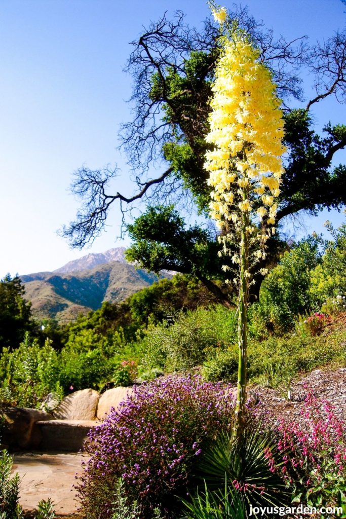 a lord's candle in bloom with the mountains in the background at the santa barbara botanic garden