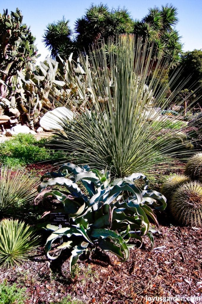 the succulent garden at the south coast botanic garden