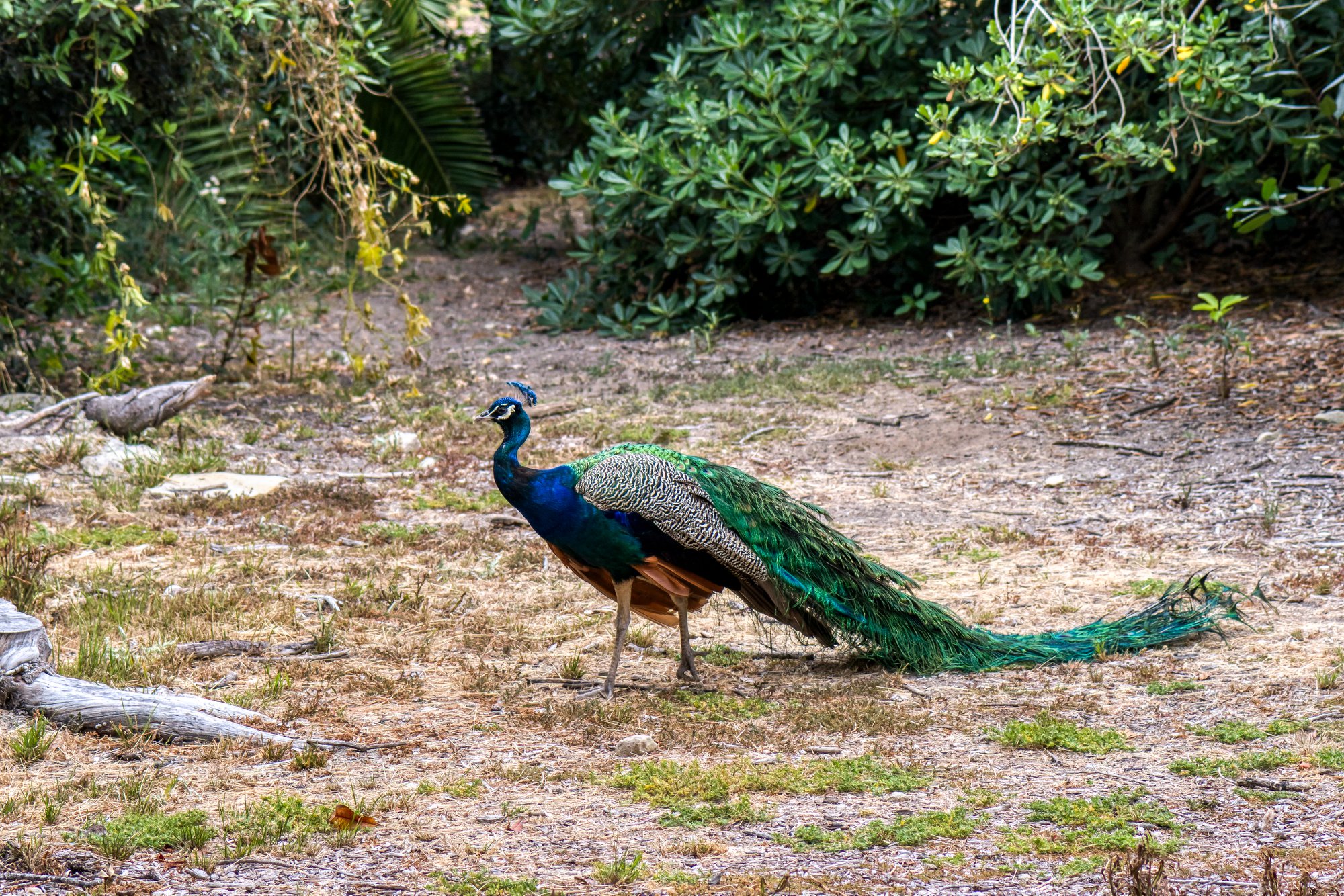 a peacock walking in the south coast botanic garden