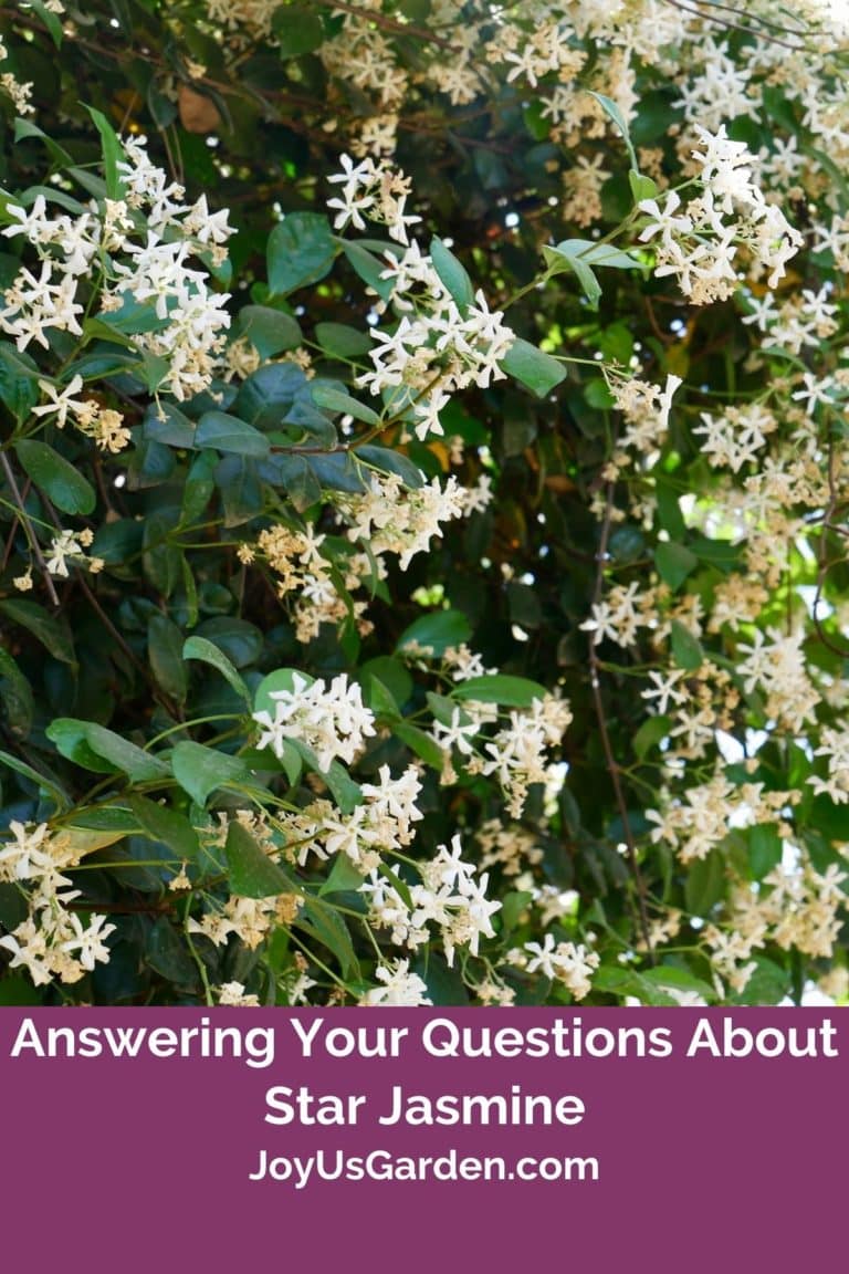 Answering Your Questions About Star Jasmine