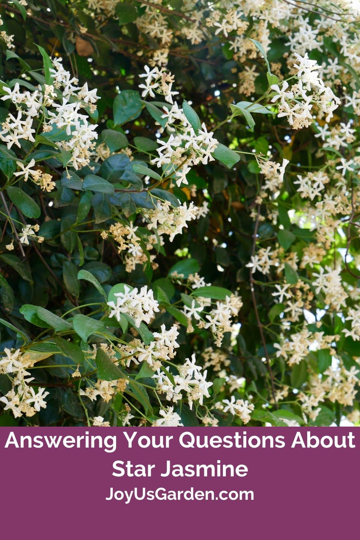 close up of a star jasmine plant in full bloom the text reads answering your questions about star jasmine joyusgarden.com