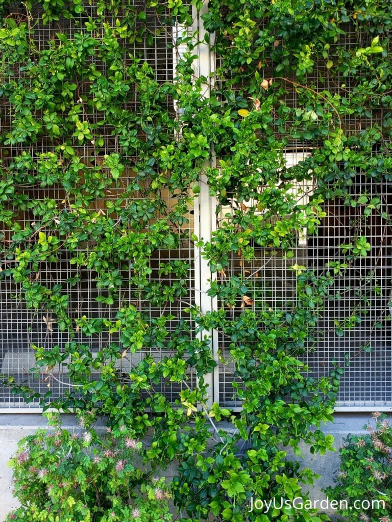 star jasmine growing on metal fencing