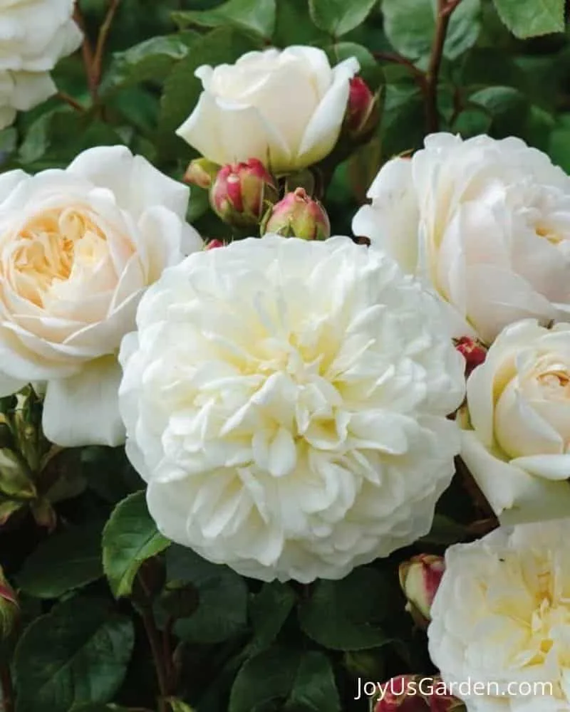 Tranquility David Austin English Shrub Rose