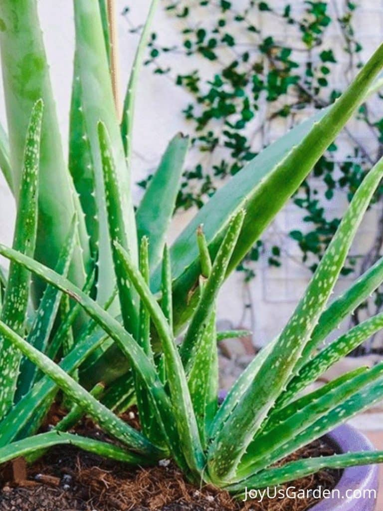 aloe vera in pot with pups