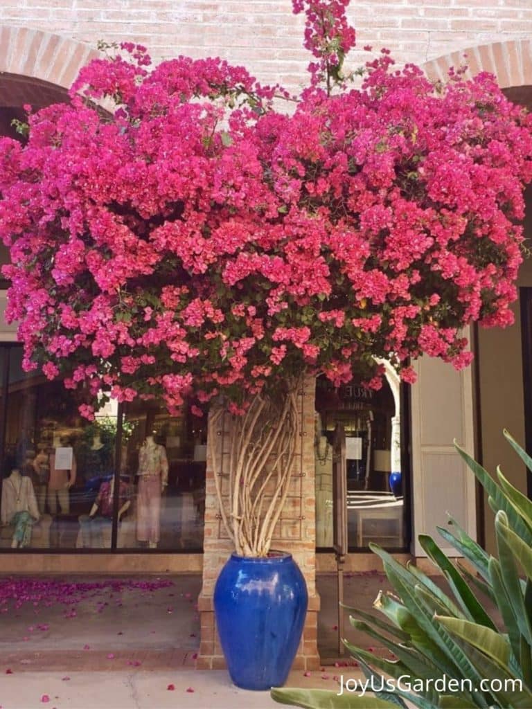 pink bougainvillea in blue pot in front of store front