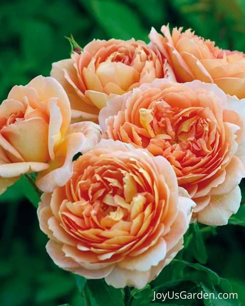 Carding Mill  David Austin Shrub Rose