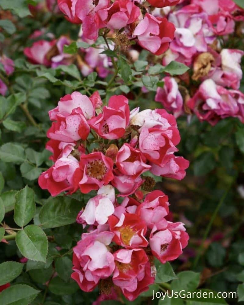 Carefree Spirit shrub rose