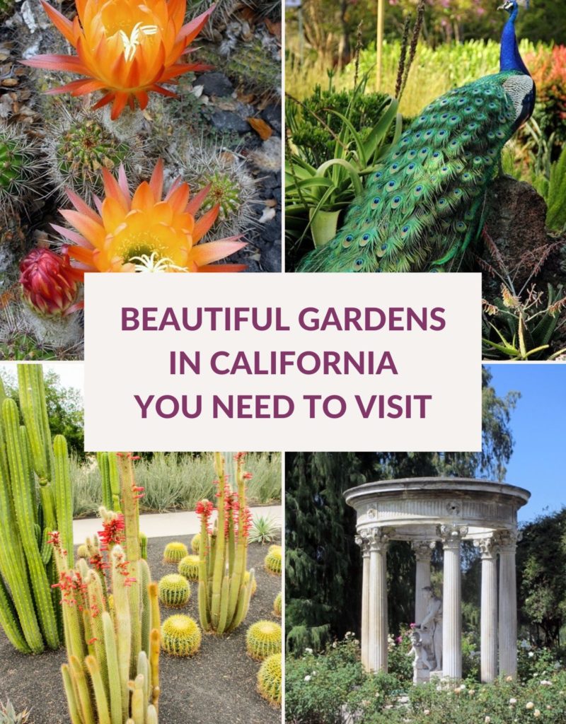 a collage of 4 photos of gardens in california the text reads beautiful gardens in california you need to visit
