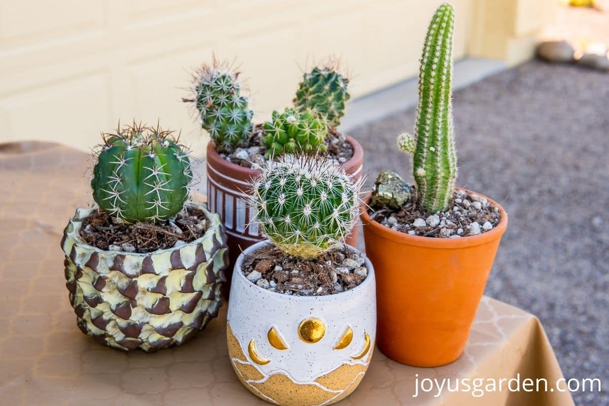 4 small decorative pots with small cacti planted in them