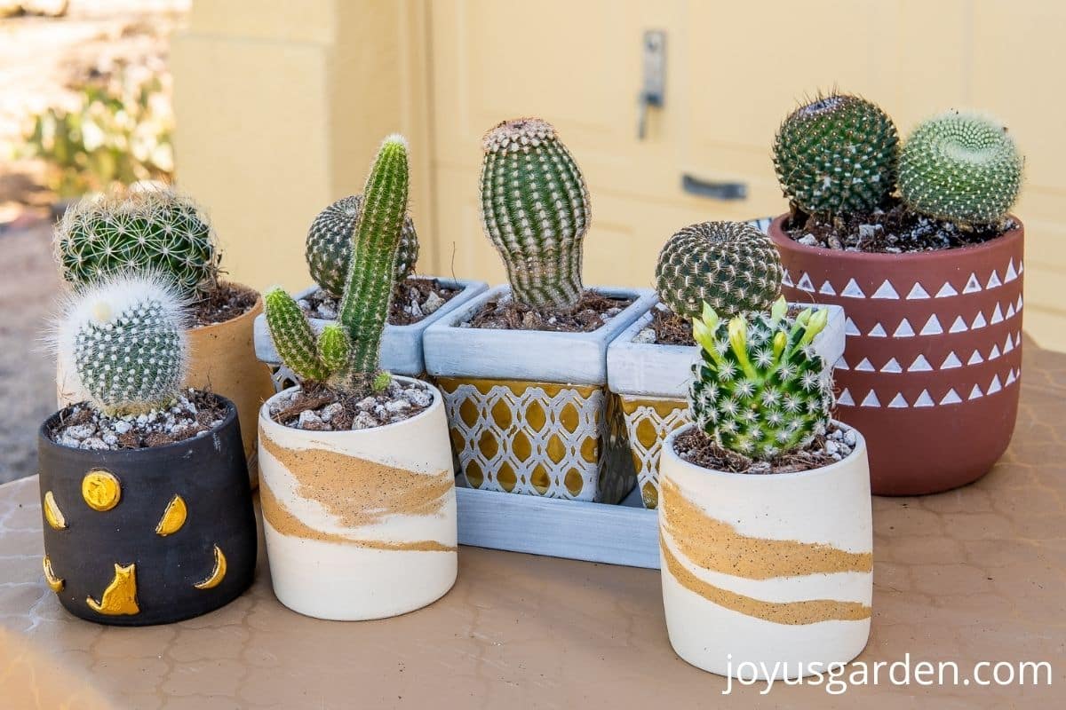 a variety of small cacti in small decorative pots 
