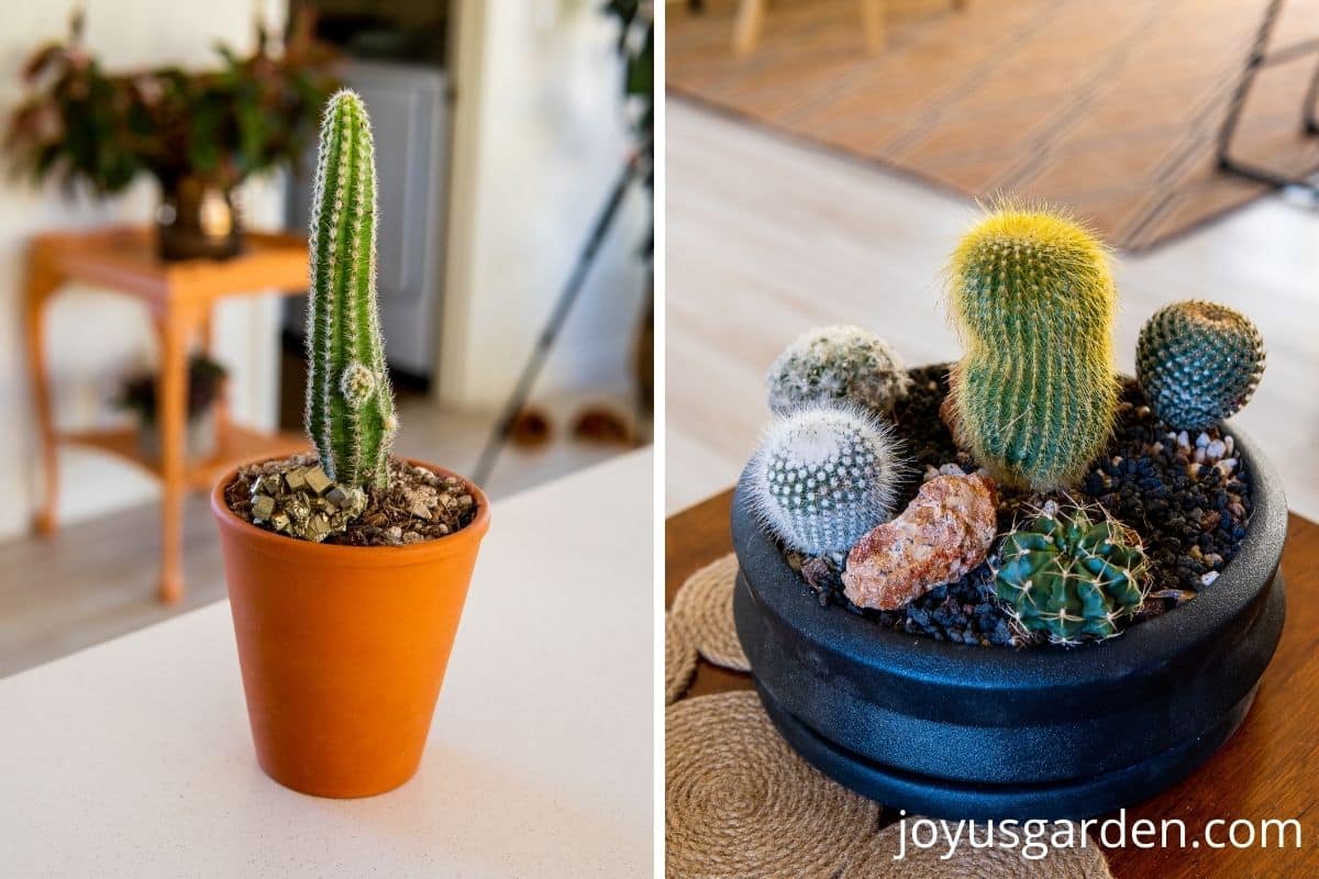 How to Plant a Cactus Container Garden