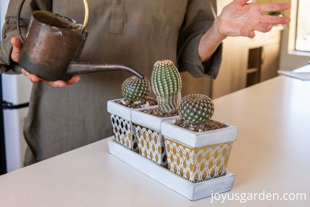 Indoor Cactus Care For Beginners (2024 Guide)