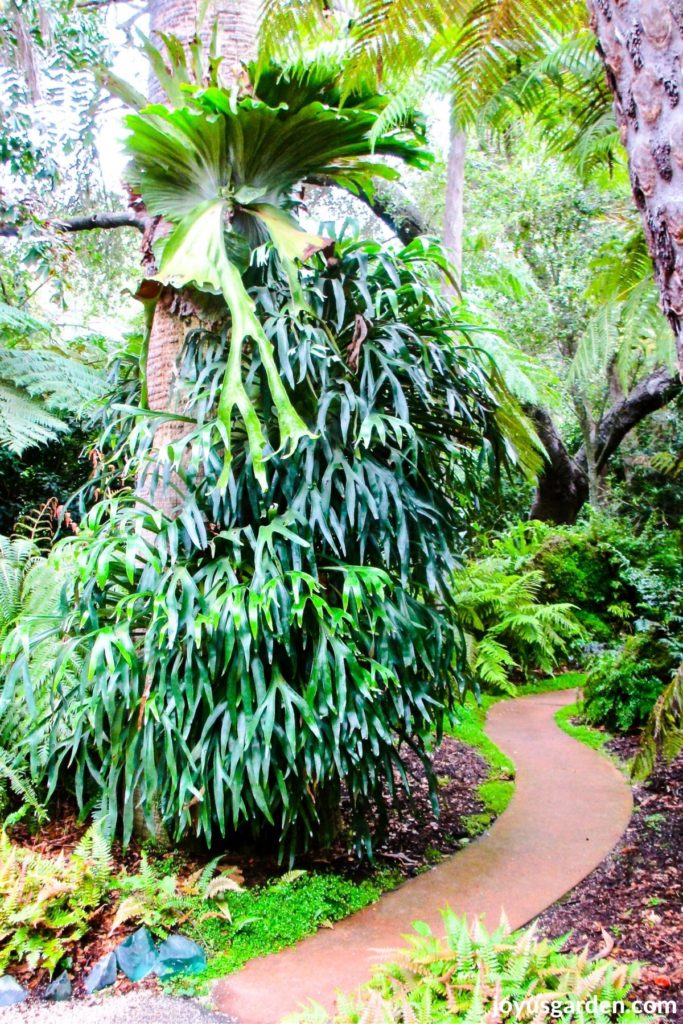 2 photos side by side showing lotusland ,1 of the beautiful gardens in california 