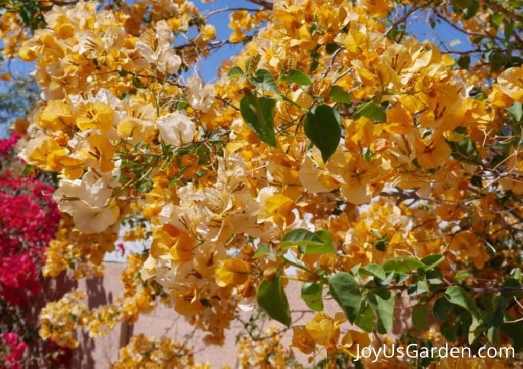 orange bougainvillea