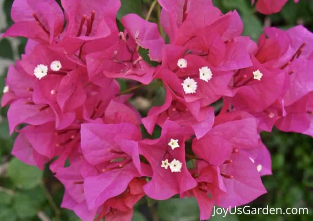 close up of pink bougainvillea bracts and flowers