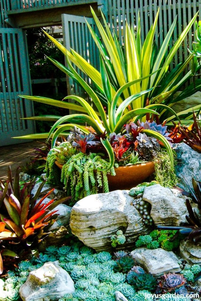 succulents in the succulent & desert garden at sherman library & gardens in california