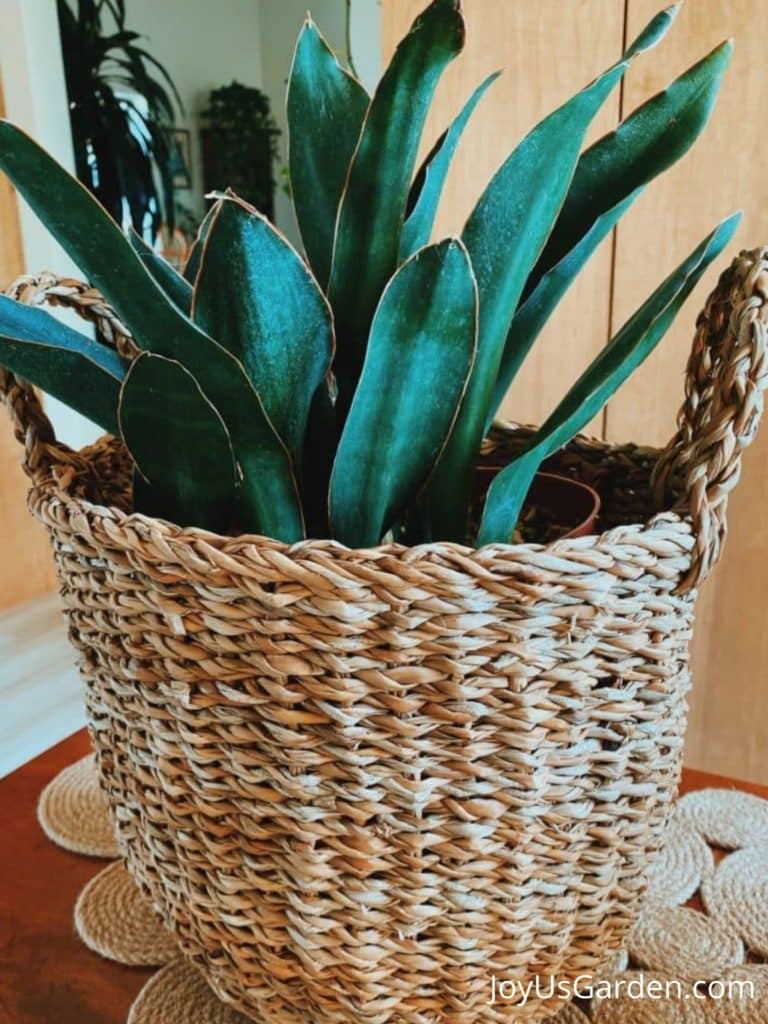 snake plant in basket