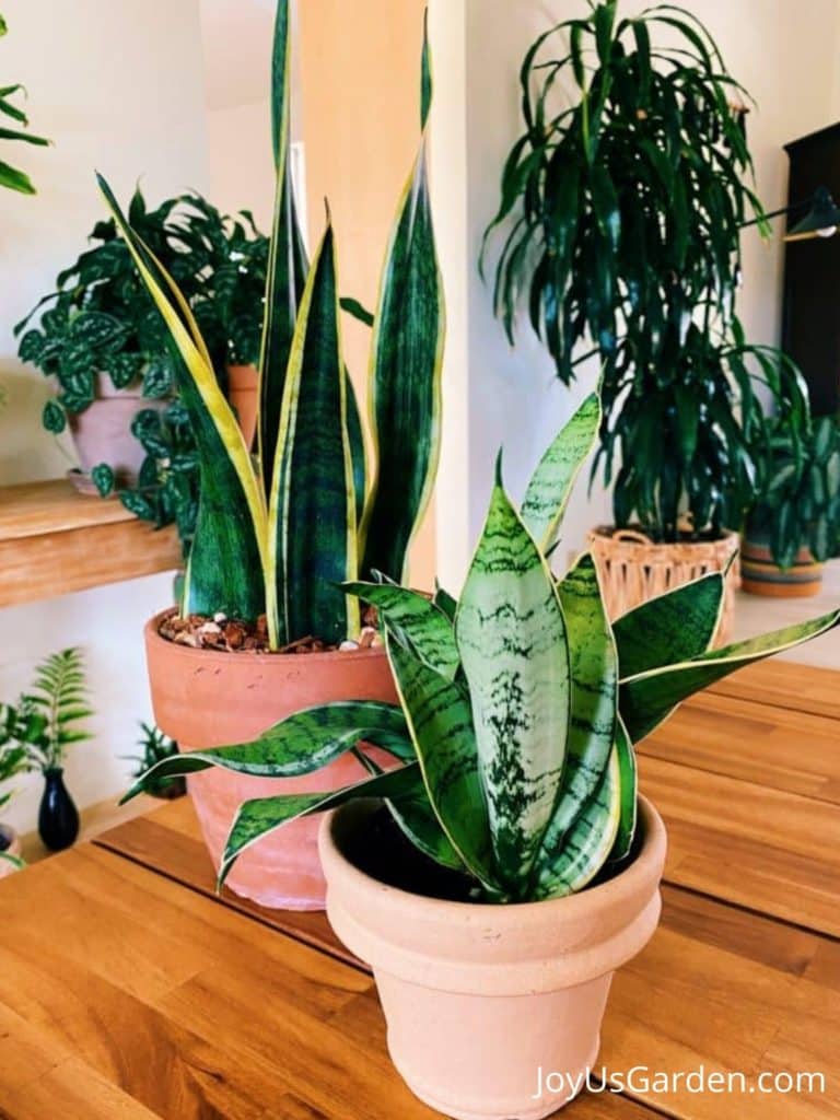 2 types of snake plants with a variety of snake plants in background