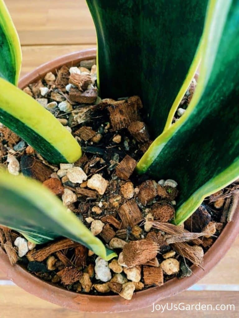 close up of snake plant soil