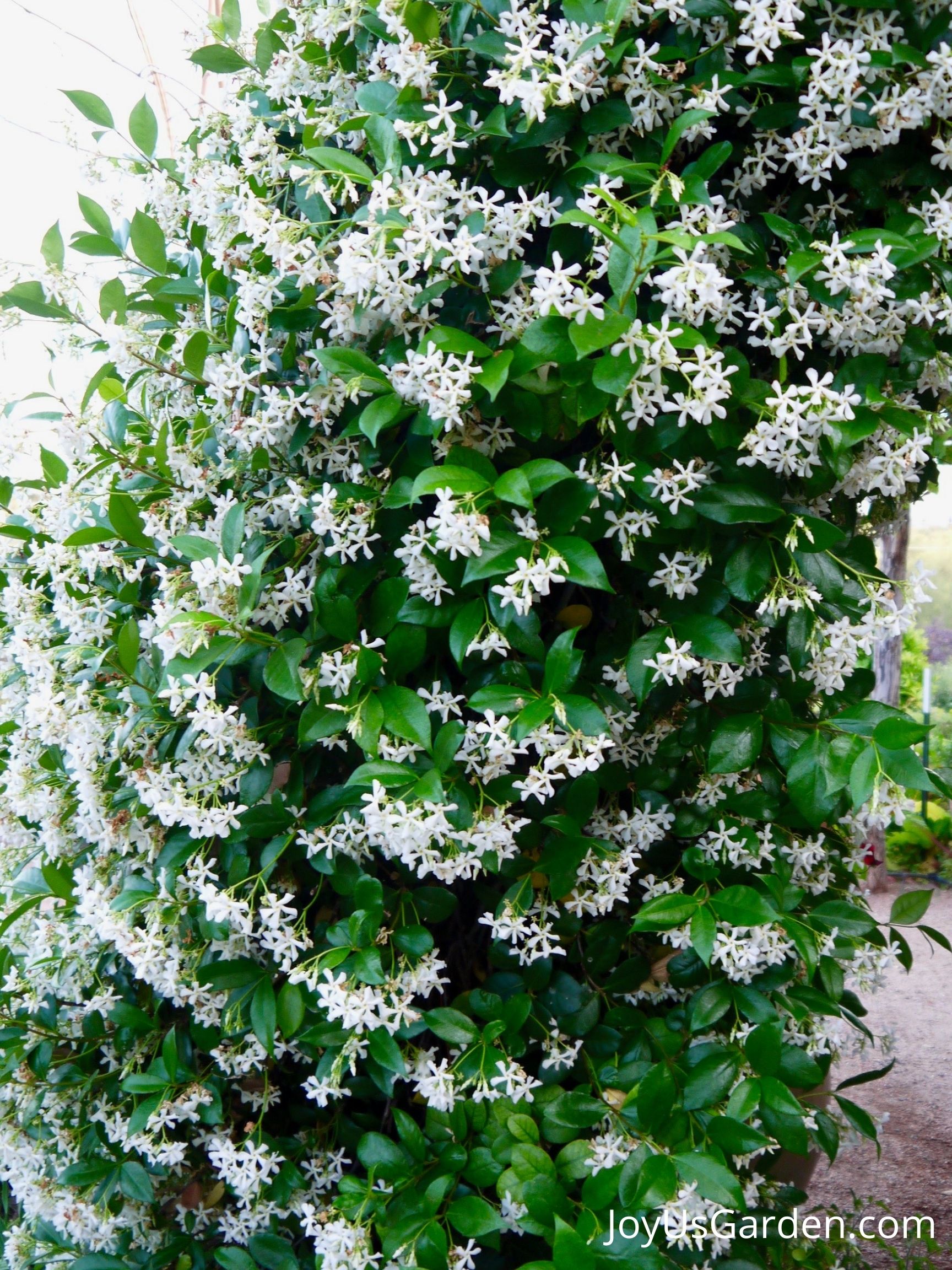 star jasmine in bloom growing on an arbor