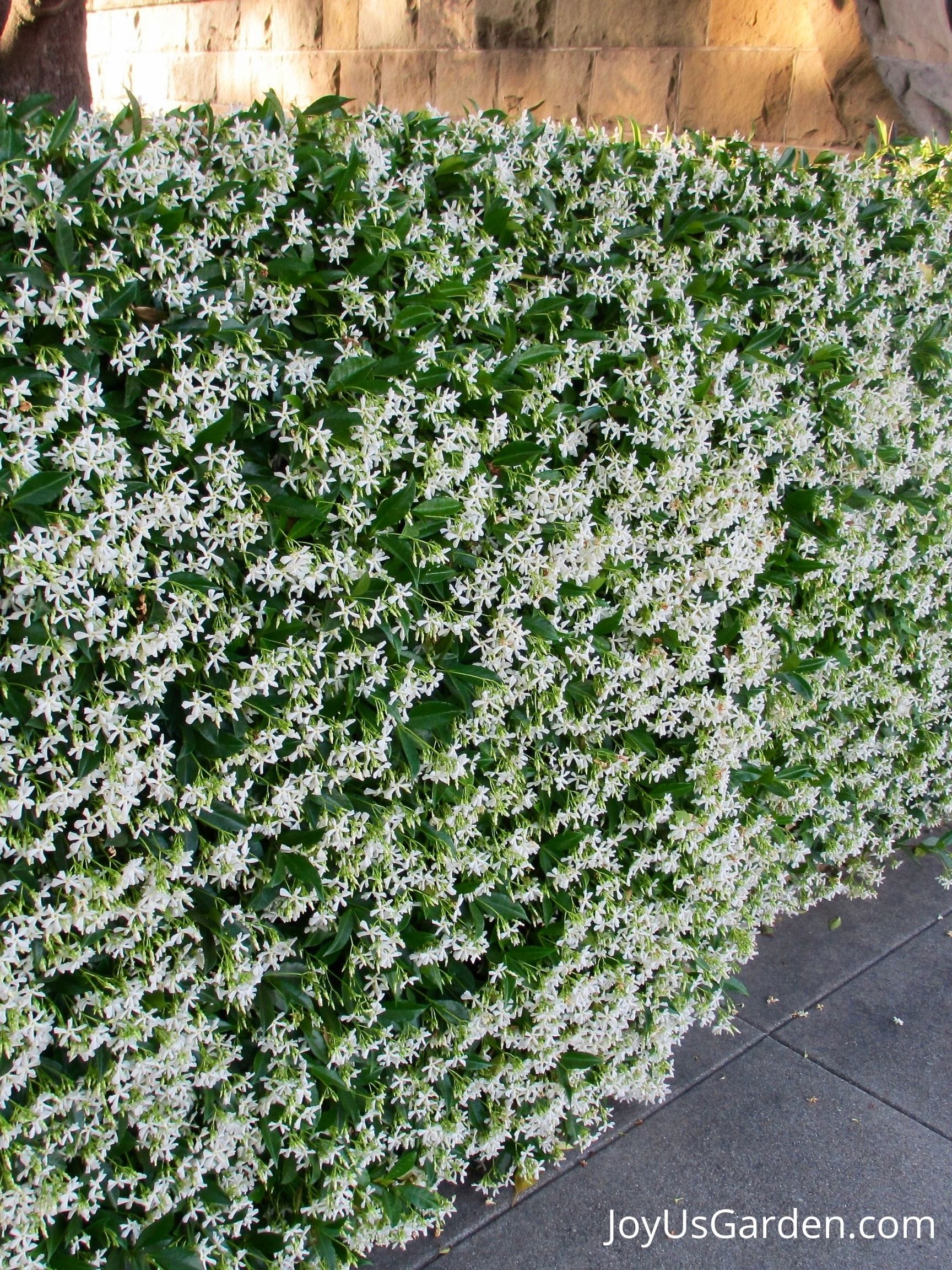 Is jasmine plant toxic to best sale dogs