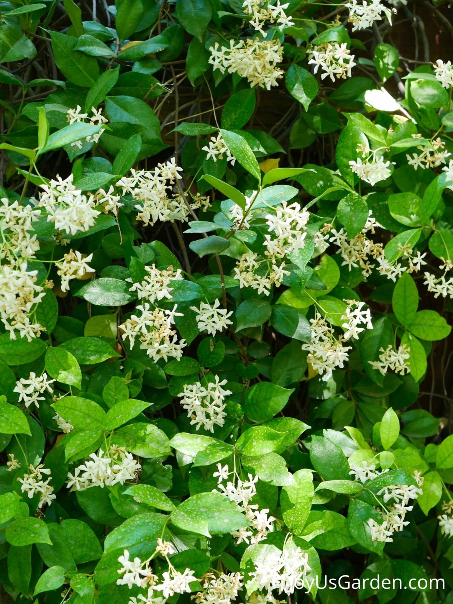 Questions About Star Jasmine With Answers questions-about-star-jasmine-with-answers
