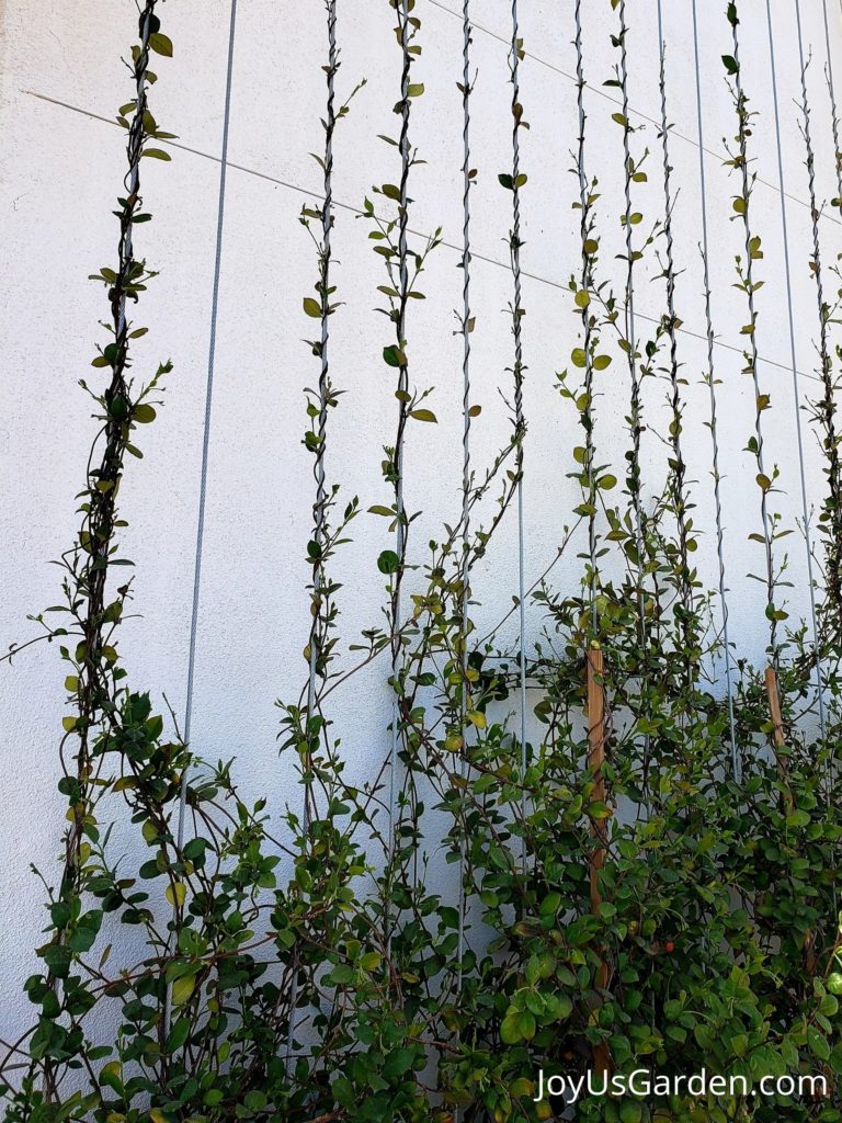 star jasmine vine growing up wire support