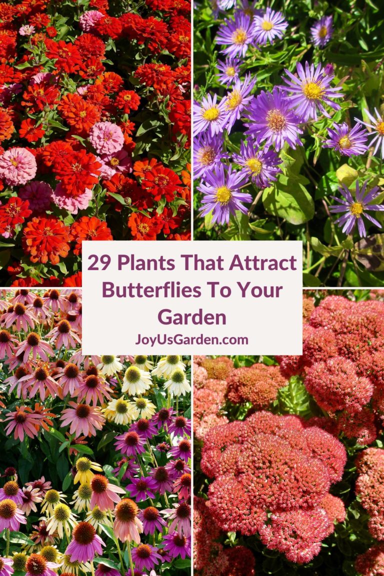 29 Beautiful Plants that Attract Butterflies to Your Garden