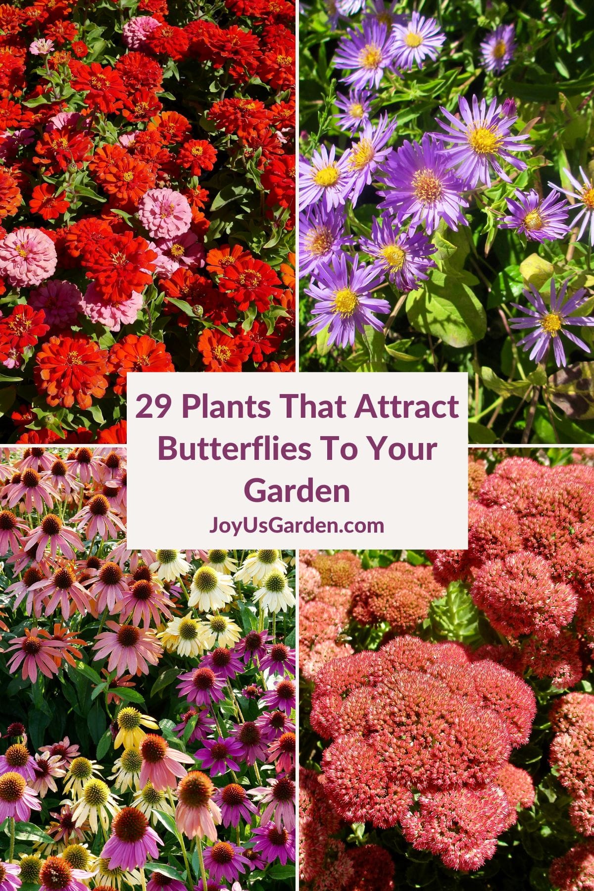 Shrubs and Perennials to Attract Butterflies