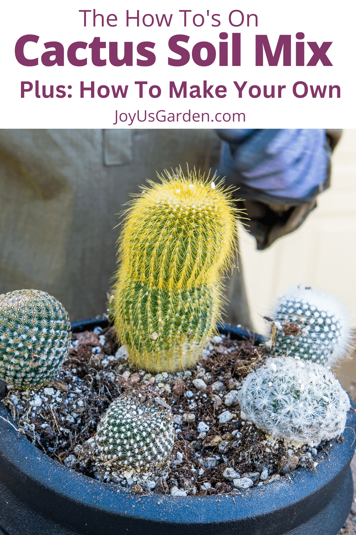 Cactus Soil Mix (+ How To Make Your Own) (2024 Guide)